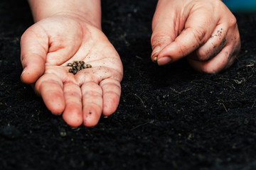 Farmers for seed cannabis seeding