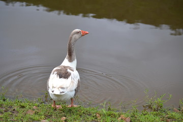 Goose