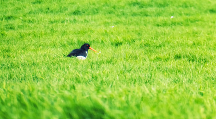 Eurasian Oystercatcher