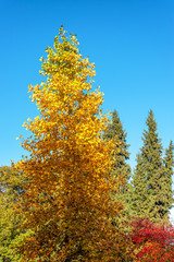 Fototapeta premium Fall Colors in Portland, Oregon