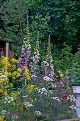 A detail of a wildflower garden of a Fenland Alchemist