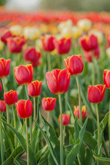 tulips field agriculture holland