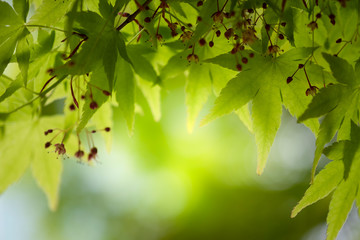Close up beautiful view of nature little maple green leaves on blurred greenery tree background with sunlight in public garden park. It is landscape ecology and copy space for wallpaper and backdrop.