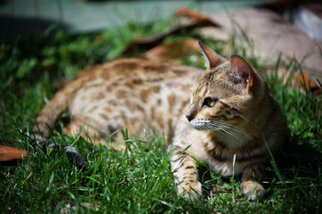 Portrait of a bengal cat resting in the grass