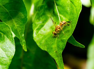 The bug in the leaf macro
