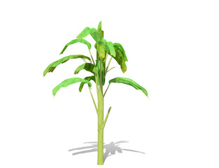 3D rendering - Banana tree  isolated over a white background use for natural poster or  wallpaper design, 3D illustration Design.