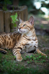 Beautiful female bengal cat in the garden