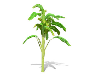 3D rendering - Banana tree  isolated over a white background use for natural poster or  wallpaper design, 3D illustration Design.