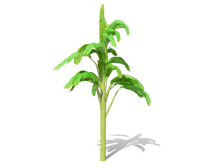 3D rendering - Banana tree  isolated over a white background use for natural poster or  wallpaper design, 3D illustration Design.