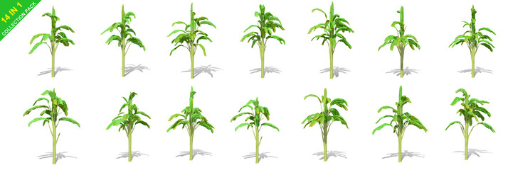 3D rendering - 14 in 1 collection of banana trees isolated over a white background use for natural poster or  wallpaper design, 3D illustration Design.