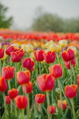 tulips field agriculture holland