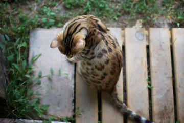 Bengal cat seen from above, beautiful fur with spotted pattern