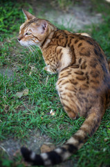 Naklejka na ściany i meble Bengal cat seen from above, beautiful fur with spotted pattern