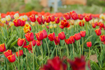tulips field agriculture holland