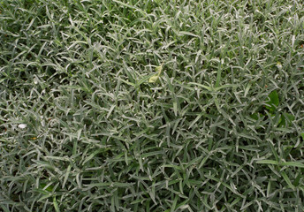 Green grass in the garden 