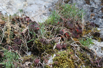 Wild herbs, perennial plants and cactuses on the wall of the ancient stone Klek fortress on the...