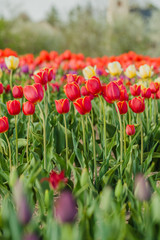 tulips field agriculture holland