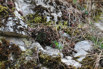 Wild herbs, perennial plants and cactuses on the wall of the ancient stone Klek fortress on the hill near Zlatar mountain, Serbia