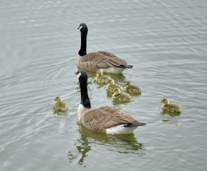 Goslings with their goose parents