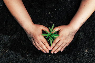 The second hand is carrying marijuana seedlings that will be planted in the soil the concept of loving the world.