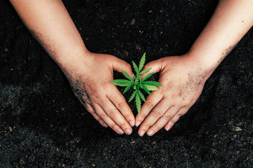 The second hand is carrying marijuana seedlings that will be planted in the soil the concept of...