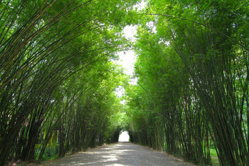Fototapeta na wymiar Bamboo forest is beautiful in thailand