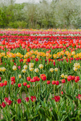 tulips field agriculture holland