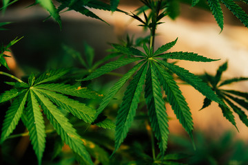 cultivation in an indoor marijuana for medical purposes