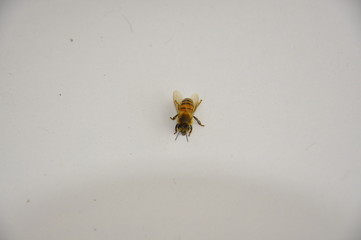 spider and fly