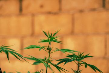 Young leaves marijuana hemp plants, Indica, vintage style background