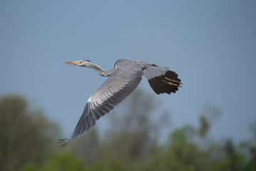 Grey heron (Ardea cinerea), real wildlife - no ZOO