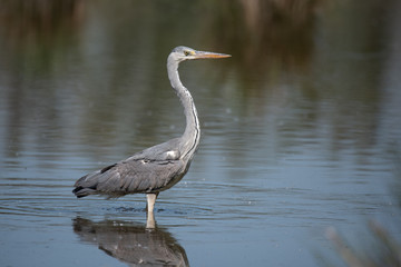 Grey heron (Ardea cinerea), real wildlife - no ZOO