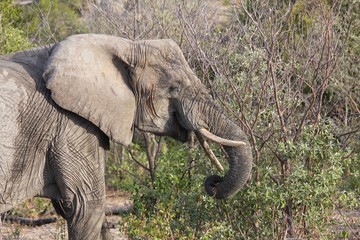 portrait d'un éléphant