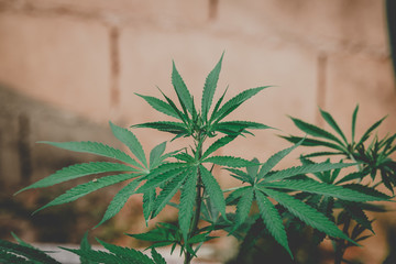 Young leaves marijuana hemp plants, Indica, vintage style background