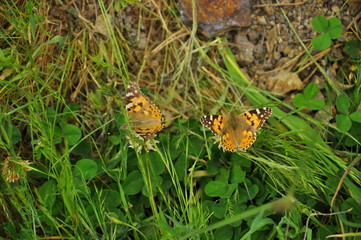 butterfly on grass