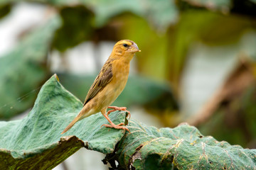 Asian Golden Weaver  Bird, Eat food on a large dry lotus leaf in the pool.