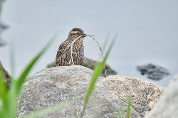 Sparrow building a nest