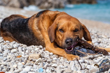 Cute dog chewing 