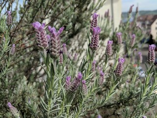 Obraz premium Little blooming lavender bush with a lot of pink blossoms