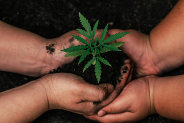 The second hand is carrying marijuana seedlings that will be planted in the soil the concept of...