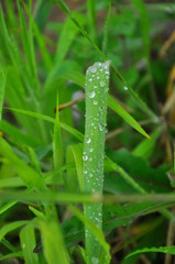 grasshopper on green leaf
