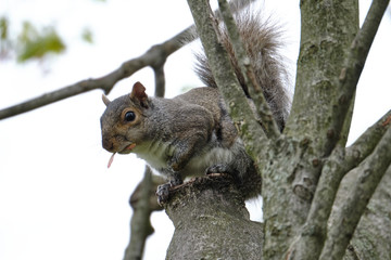 Squirrel in branch