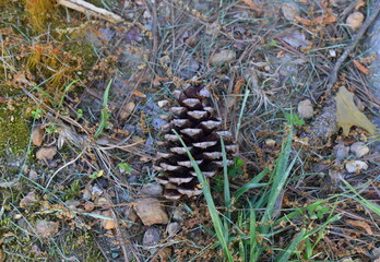 Pine Cone in nature