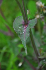 flower in the garden