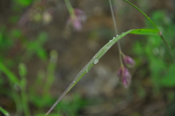 dew on grass