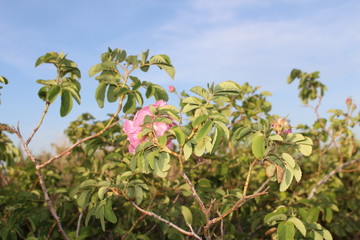 Fototapeta na wymiar pink rose in the garden