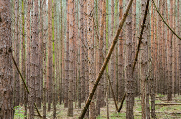 A forest of pines in the state of Brandenburg in Germany. Concept monocultures.