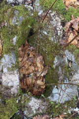 The ruins of an ancient stone fortress in forest on the Zlatibor mountain, Sljivovica, Serbia