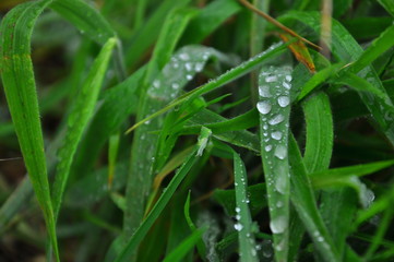 grasshopper on a blade of green grass