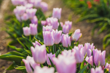 Obraz premium tulips field agriculture holland